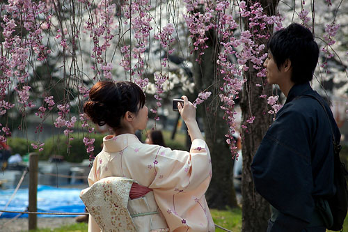 Cherry Blossoms in KyotoCherry Blossoms in KyotoCherry Blossoms in KyotoCherry Blossoms in Kyoto