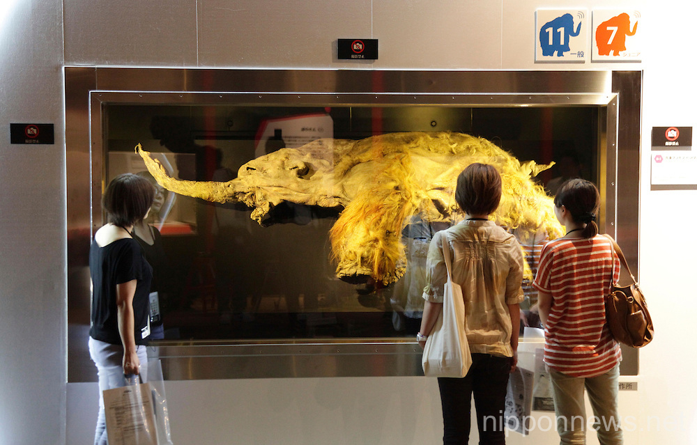 39000 year-old Mammoth showcased in Tokyo