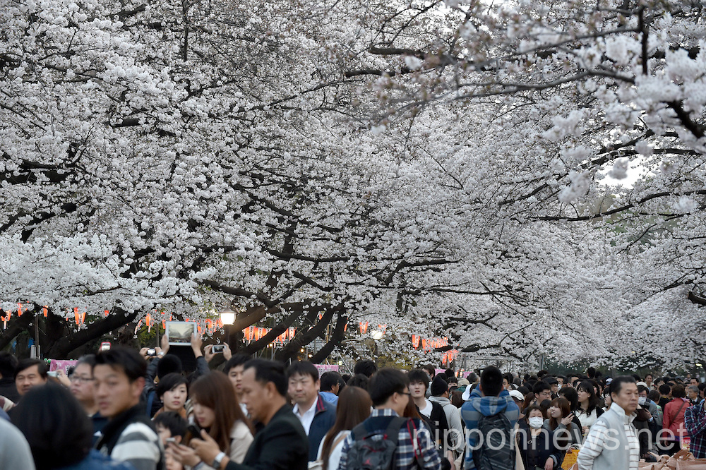 Full Bloomed Cherry Blossoms at Ueno Park