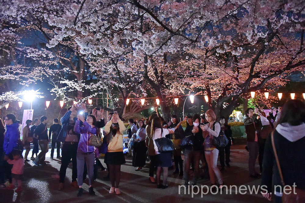 Full Bloomed Cherry Blossoms at Ueno Park