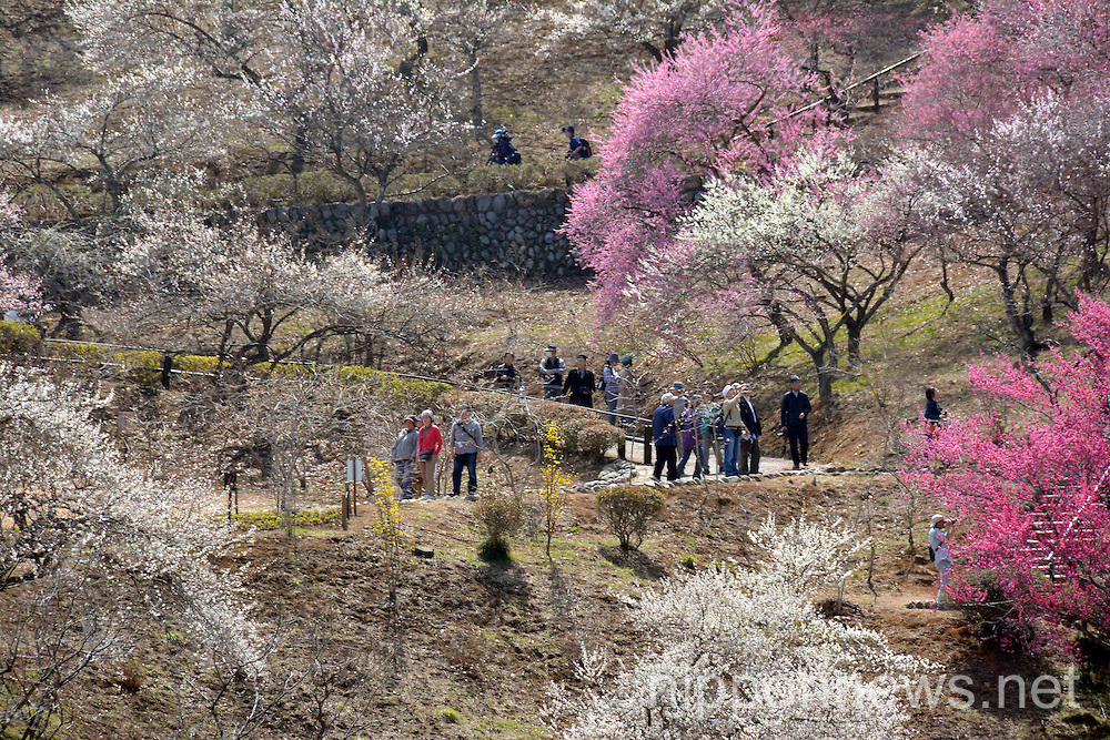 Plum blossoms at Yoshino Plum Garden