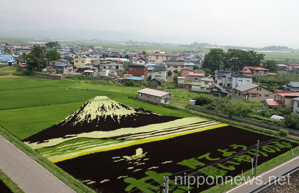 Rice Field Art 2014 in Inakadate Village, Aomori Prefecture