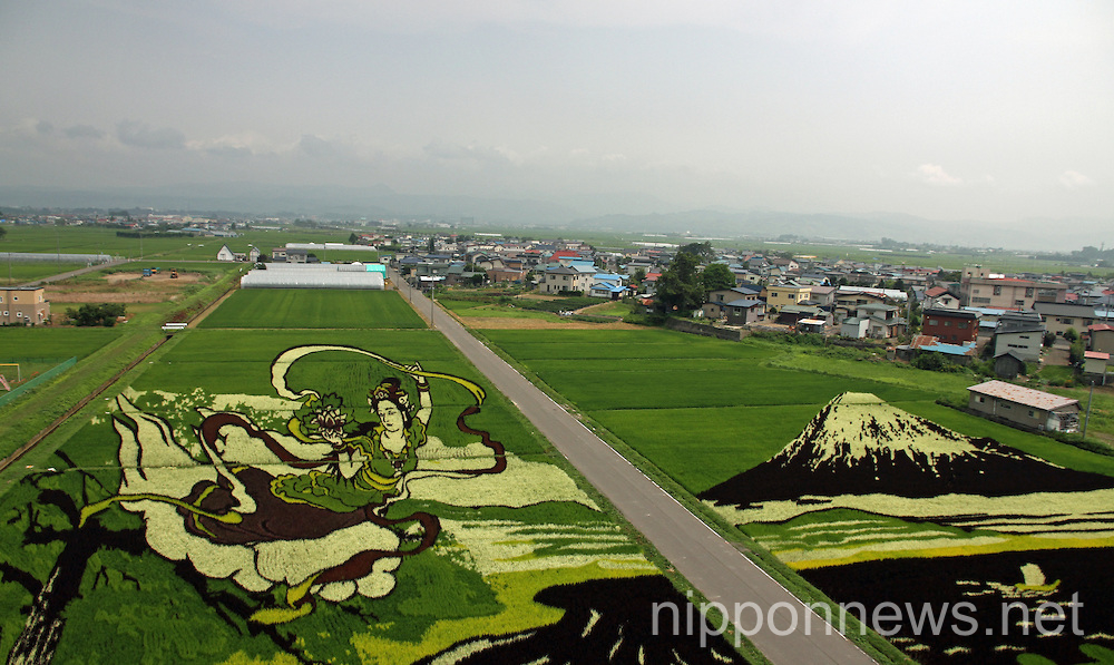 Rice Field Art 2014 in Inakadate Village, Aomori Prefecture