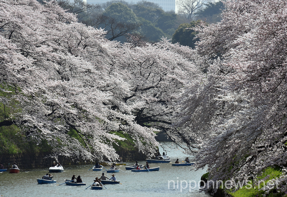 Cherry blossoms in Japan 2015