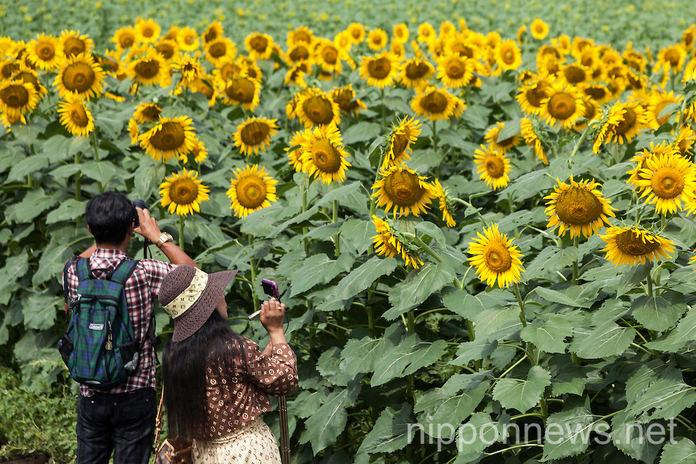 Sunflower Festival in Tokyo