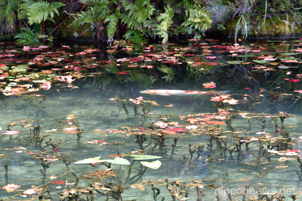 Monet Pond in Japan