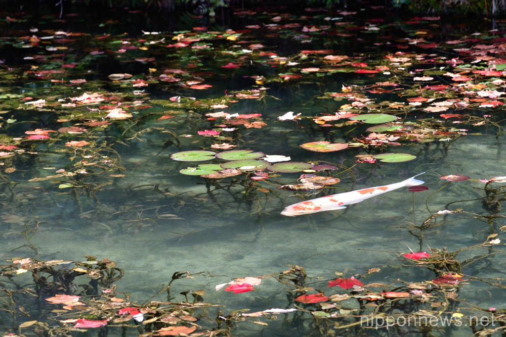 Monet Pond in Japan