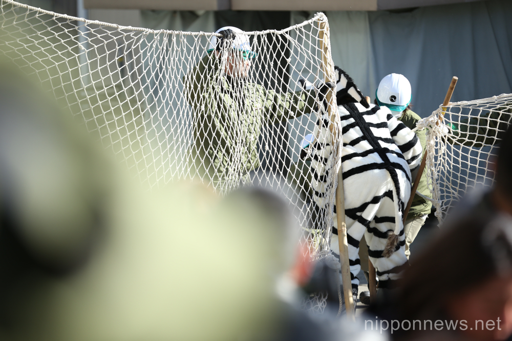 Zebra Zoo escape drill