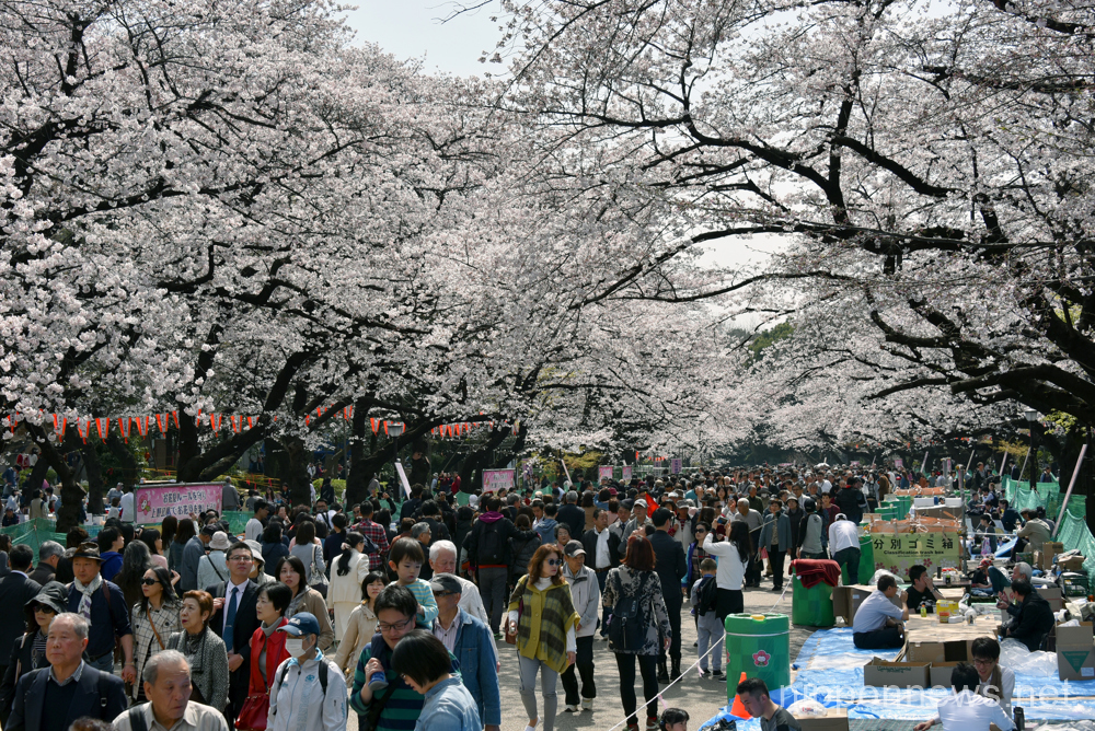 Hanami or cherry blossom viewing parties in Ueno Park in Tokyo
