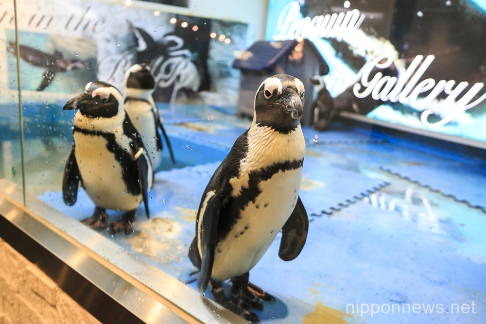 Penguin Bar in Tokyo