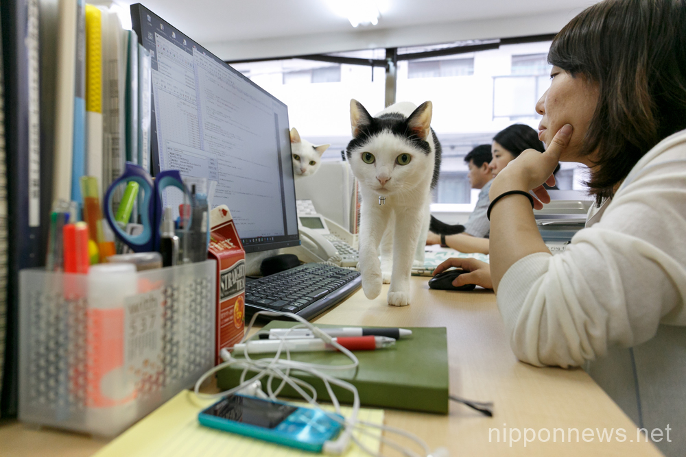 IT company Ferray saves cats and reduces employee stress