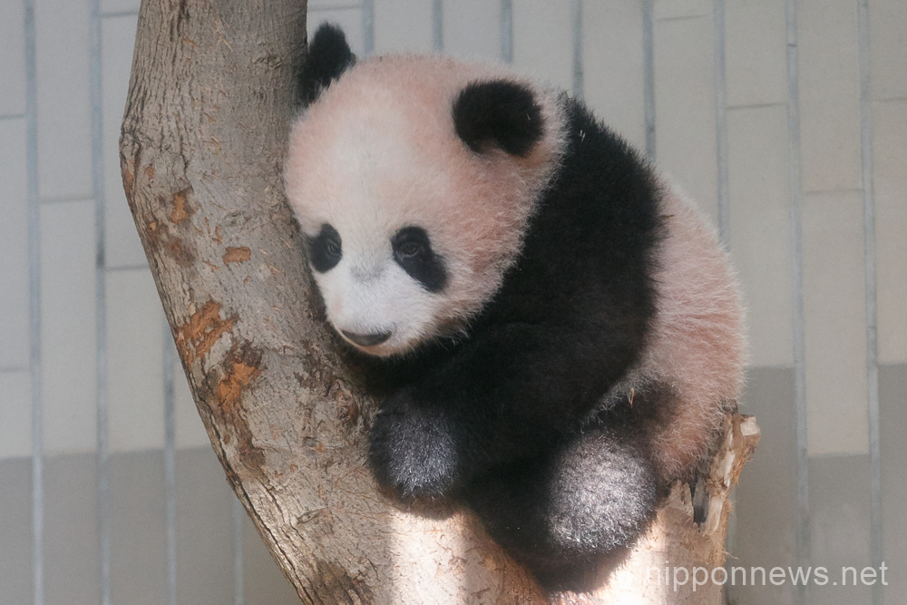 Ueno Zoo’s Panda cub makes public debut