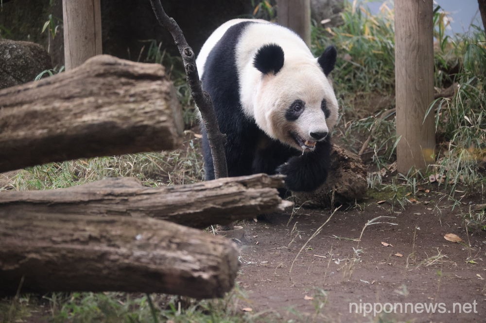 Female giant panda Xiang Xiang is pictured at the Ueno Zoological Gardens in Tokyo, Japan on February 19, 2023, on her last day with the public before her return to China. (Photo by Hitoshi Mochizuki/AFLO)
