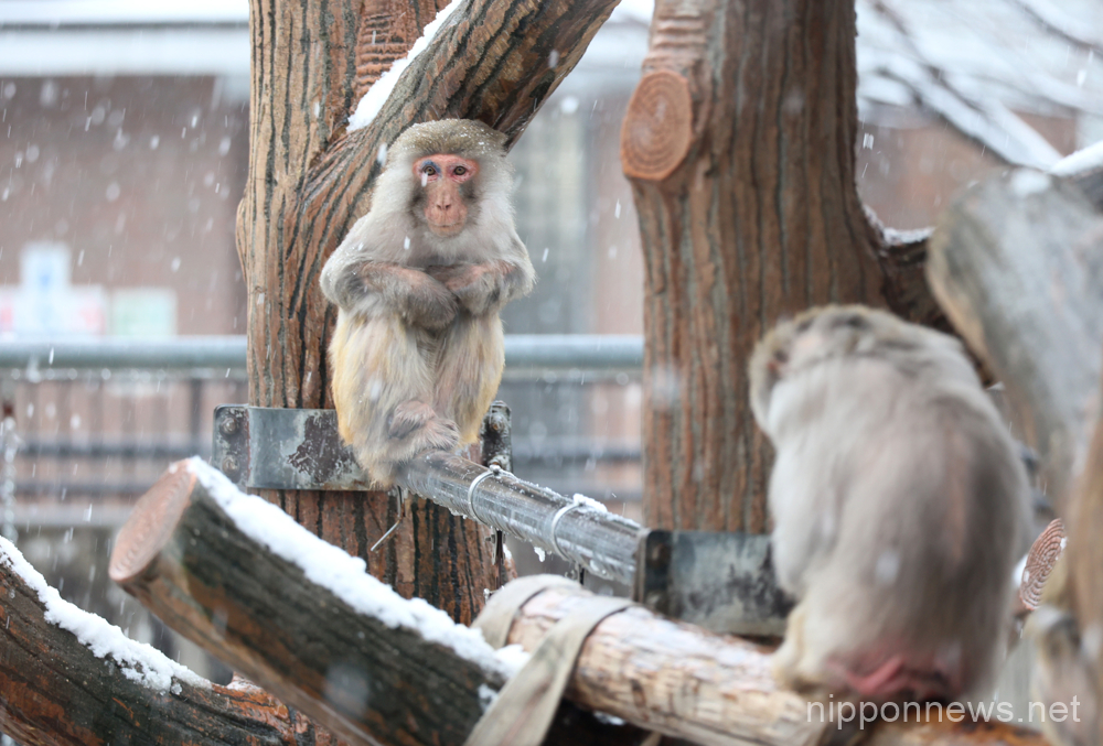February 10, 2023, Tokyo, Japan - A macaque shivers from the cold in snow at the Inokashira Park Zoo in Tokyo on Friday, February 10, 2023. A heavy snowfall warning was issued in Tokyo Metropolitan area by the Meteorological Agency. (photo by Yoshio Tsunoda/AFLO)