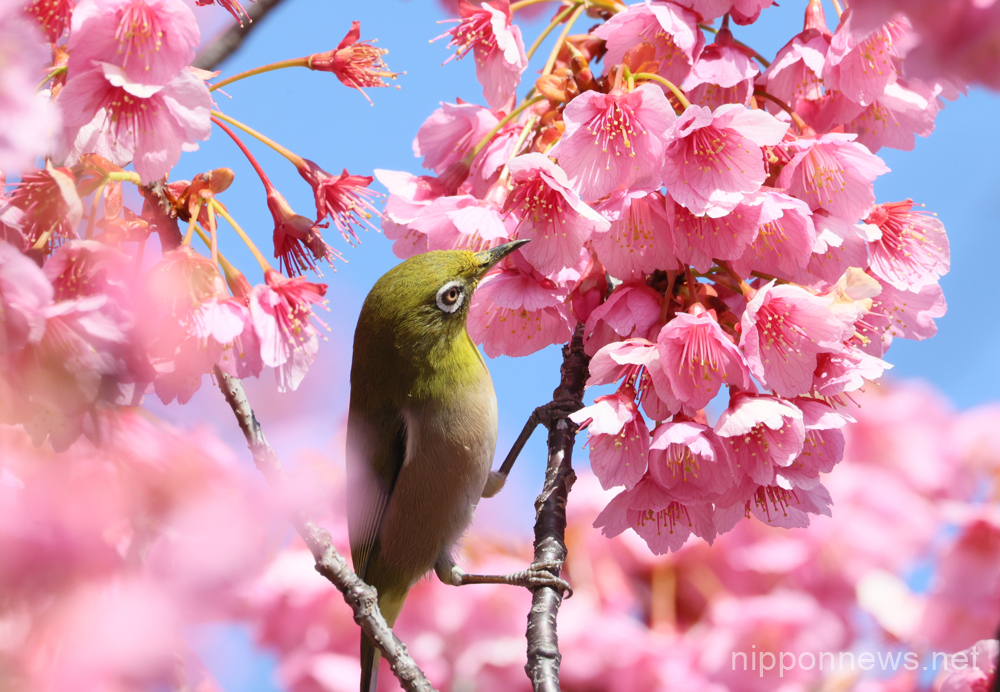February 11, 2023, Tokyo, Japan - A bird perches on a branch of early flowering cherry tree at the Ebara shrine in Tokyo on Saturday, February 11, 2023. (photo by Yoshio Tsunoda/AFLO)