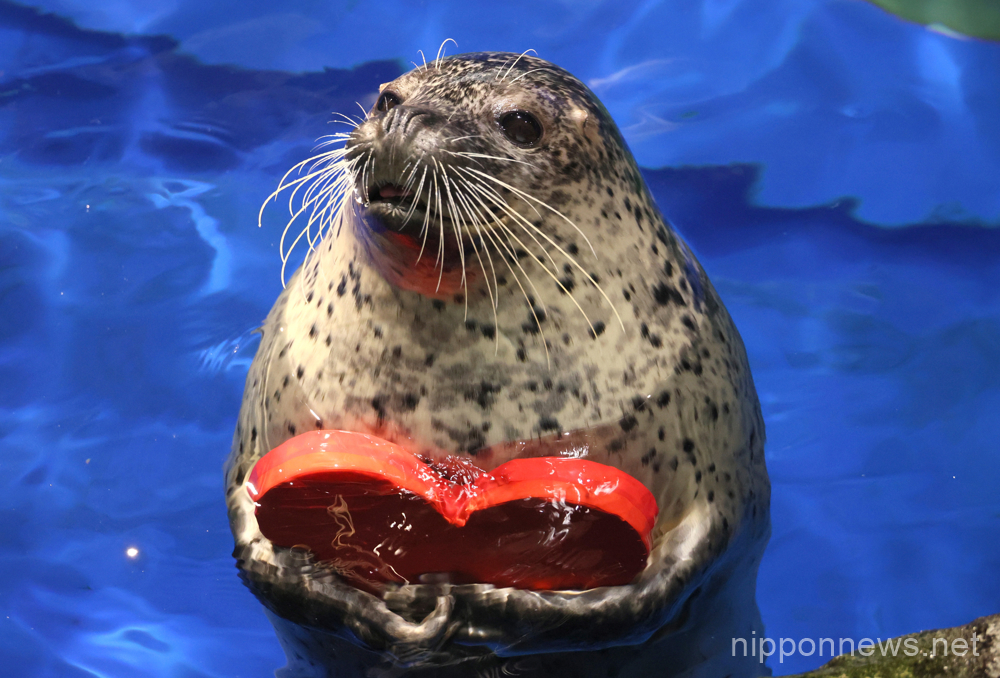 February 13, 2023, Tokyo, Japan - A seal holds a heart shaped float in a fish tank for a special event of St. Valentine's Day at the Aqua Park Shinagawa in Tokyo on Monday, February 13, 2023, one day before the St. Valentine's Day. (photo by Yoshio Tsunoda/AFLO)