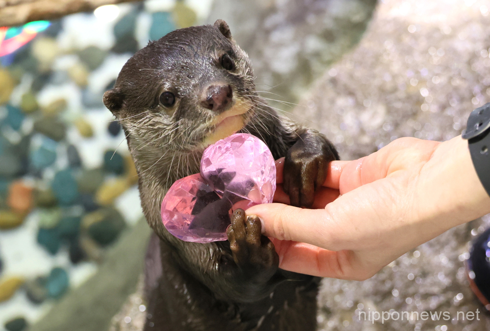 February 13, 2023, Tokyo, Japan - A small clawed otter gives a heart shaped crystal glass object to a trainer for a special event of St. Valentine's Day at the Aqua Park Shinagawa in Tokyo on Monday, February 13, 2023, one day before the St. Valentine's Day. (photo by Yoshio Tsunoda/AFLO)