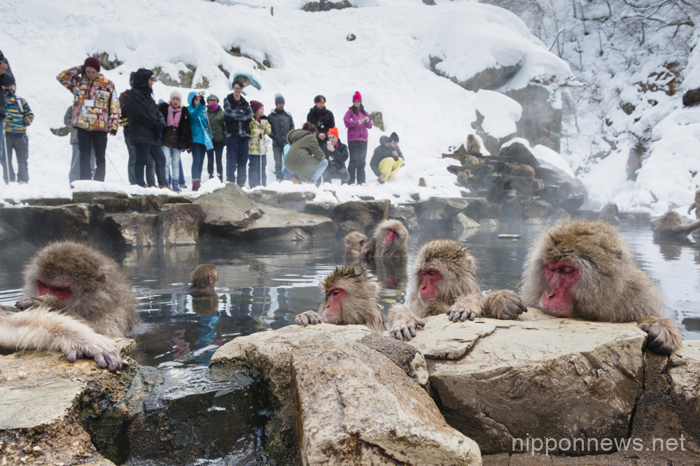 Snow Monkeys bathing in a hot spring at Jigokudani Yaen-koen, Nagano Prefecture