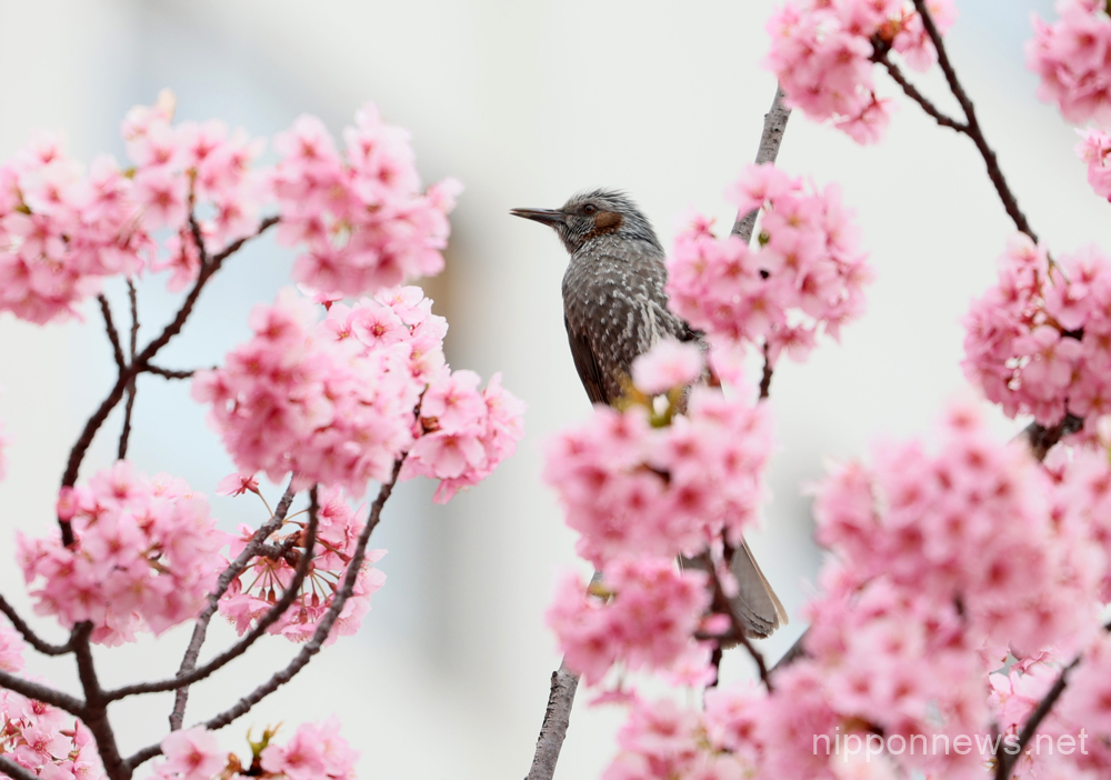 March 6, 2023, Tokyo, Japan - A bird perches on a branch of fully bloomed early flowering cherry blossoms at a river bank in Tokyo on Monday, March 6, 2023. (photo by Yoshio Tsunoda/AFLO)