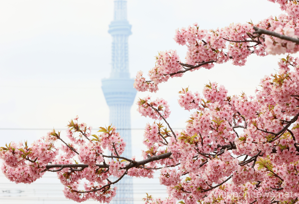 March 6, 2023, Tokyo, Japan - Fully bloomed early flowering cherry blossoms are displayed at a river bank in Tokyo on Monday, March 6, 2023. (photo by Yoshio Tsunoda/AFLO)