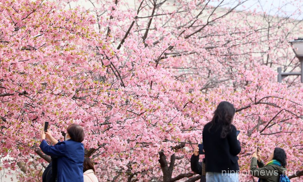 March 6, 2023, Tokyo, Japan - People admire fully bloomed early flowering cherry blossoms at a river bank in Tokyo on Monday, March 6, 2023. (photo by Yoshio Tsunoda/AFLO)