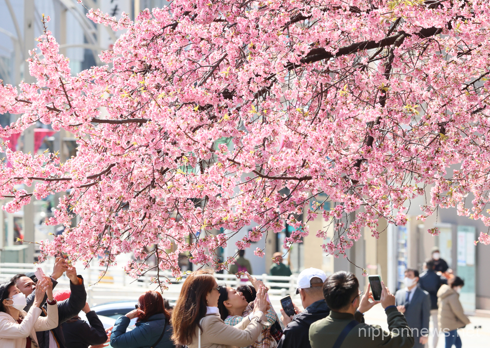 March 14, 2023, Tokyo, Japan - People admire cherry blossoms at the Ueno park in Tokyo on Tuesday, March 14, 2023. Japan's Meteorological Agency announced cherry trees came into blooms in Tokyo area on March 14. (photo by Yoshio Tsunoda/AFLO)