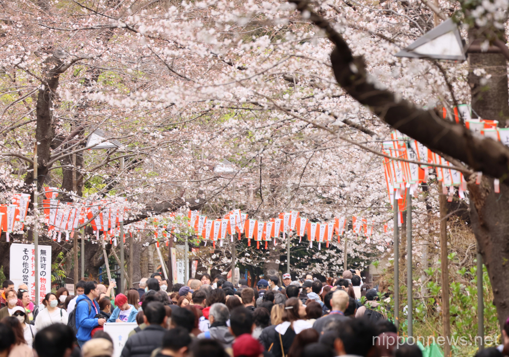 March 21, 2023, Tokyo, Japan - People enjoy to see cherry blossoms at the Ueno park in Tokyo on Tuesday, March 21, 2023. Cherry blossom viewing is Japan's most popular traditions to celebrate arrival of spring. (photo by Yoshio Tsunoda/AFLO)