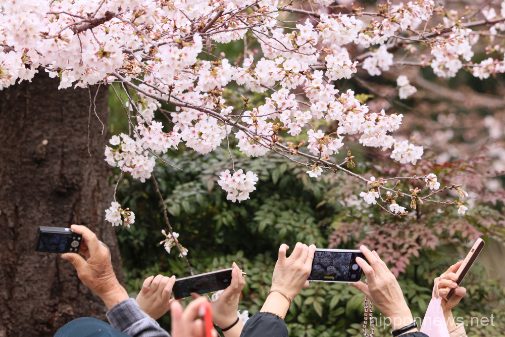 March 21, 2023, Tokyo, Japan - People take pictures of cherry blossoms with their smart phones at the Ueno park in Tokyo on Tuesday, March 21, 2023. Cherry blossom viewing is Japan's most popular traditions to celebrate arrival of spring. (photo by Yoshio Tsunoda/AFLO)
