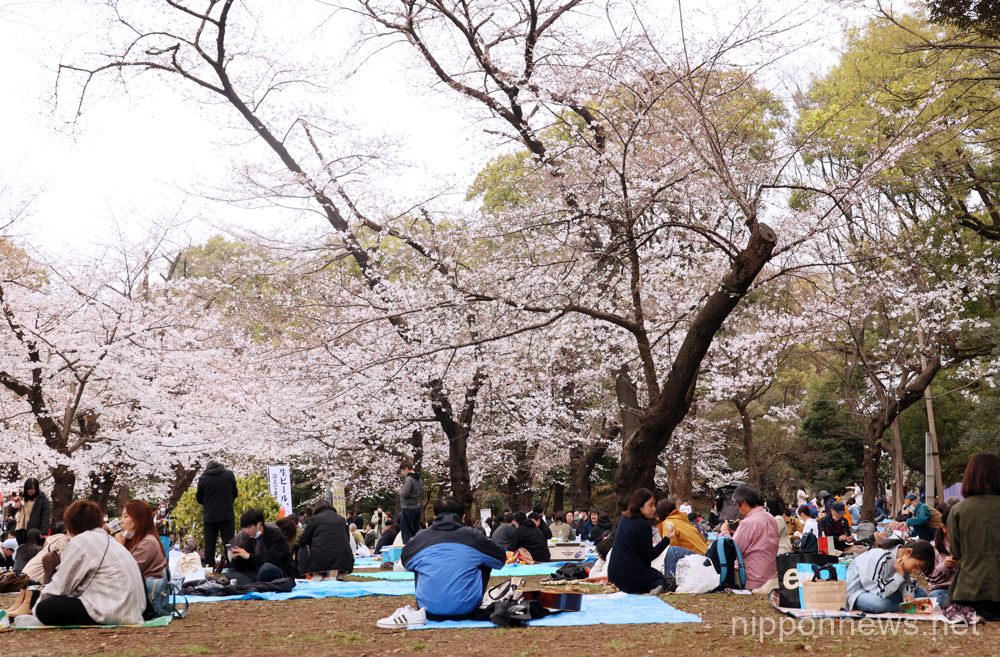 March 21, 2023, Tokyo, Japan - People enjoy cherry blossom viewing party at the Ueno park in Tokyo on Tuesday, March 21, 2023. Cherry blossom viewing is Japan's most popular traditions to celebrate arrival of spring. (photo by Yoshio Tsunoda/AFLO)