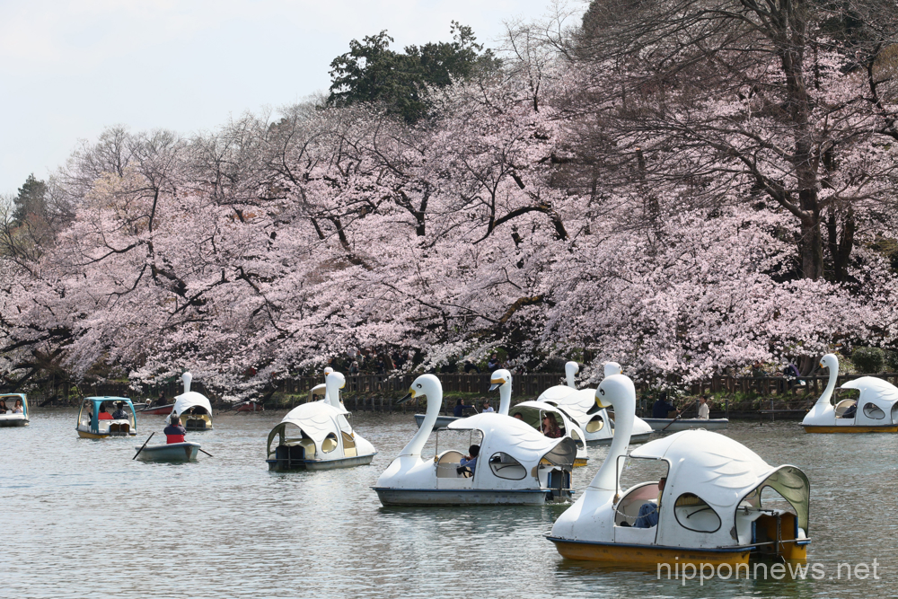 March 22, 2023, Tokyo, Japan - People enjoy to ride swan boats under fully bloomed cherry blossoms at a lake of the Inokashira park in Tokyo on Wednesday, March 22, 2023. (photo by Yoshio Tsunoda/AFLO)