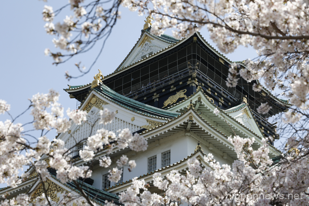 Cherry blossoms reach full bloom in Osaka