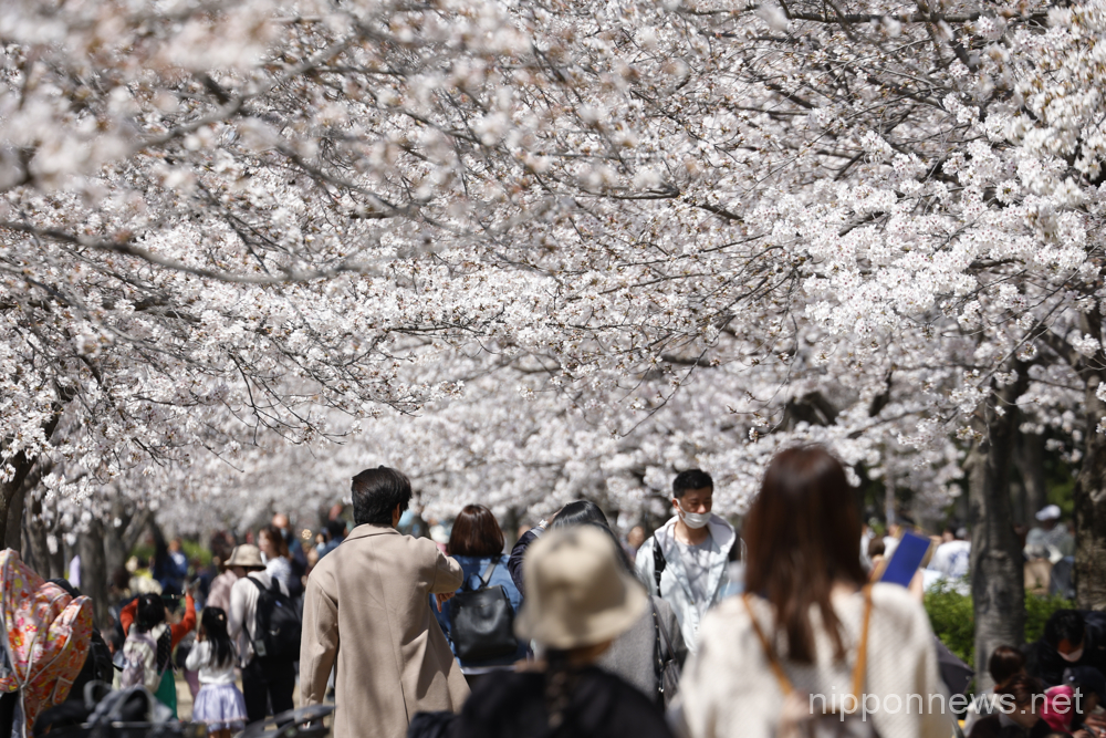 People gather at Osaka Castle Park's Nishinomaru Garden to see the cherry blossoms in full bloom on March 28, 2023, in Osaka, Japan. The cherry blossom season started officially on March 19 in Osaka, four days earlier than last year. (Rodrigo Reyes Marin/AFLO)