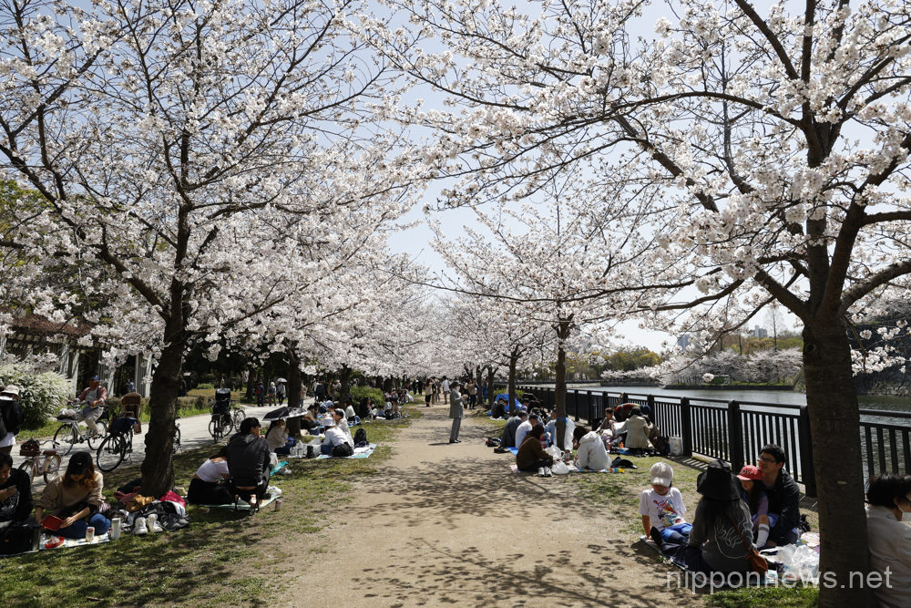 People enjoy parties under the cherry blossoms in full bloom at Osaka Castle Park's Nishinomaru Garden on March 28, 2023, in Osaka, Japan. The cherry blossom season started officially on March 19 in Osaka, four days earlier than last year. (Rodrigo Reyes Marin/AFLO)