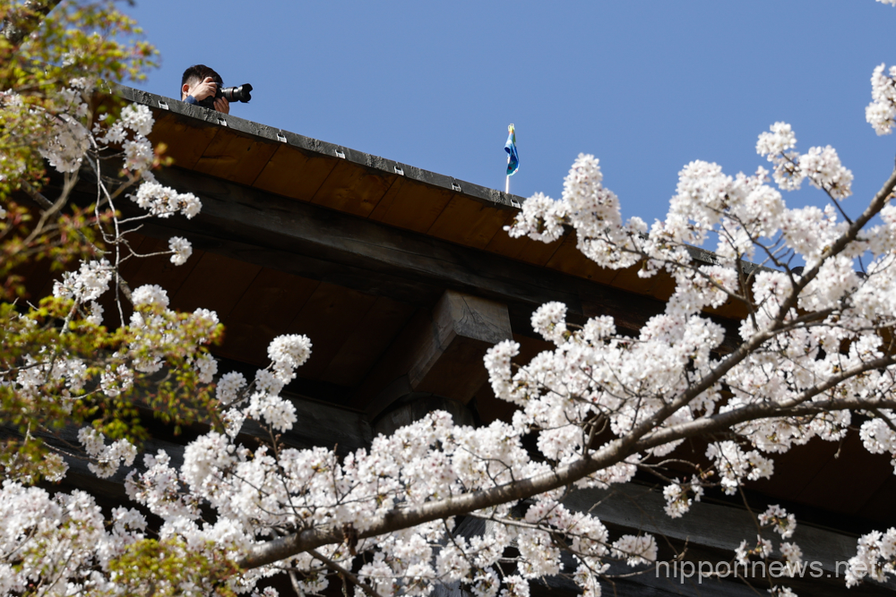 A man takes pictures of the cherry blossoms in full bloom at the Kiyomizu Temple on March 29, 2023, in Kyoto, Japan. The cherry blossom season started officially on March 24 in Kyoto, six days earlies thank usual. (Photo by Rodrigo Reyes Marin/AFLO)