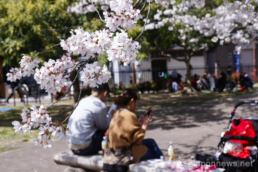 Cherry blossoms in full bloom are seen in Kyoto on March 29, 2023, Japan. The cherry blossom season started officially on March 24 in Kyoto, six days earlies thank usual. (Photo by Rodrigo Reyes Marin/AFLO)
