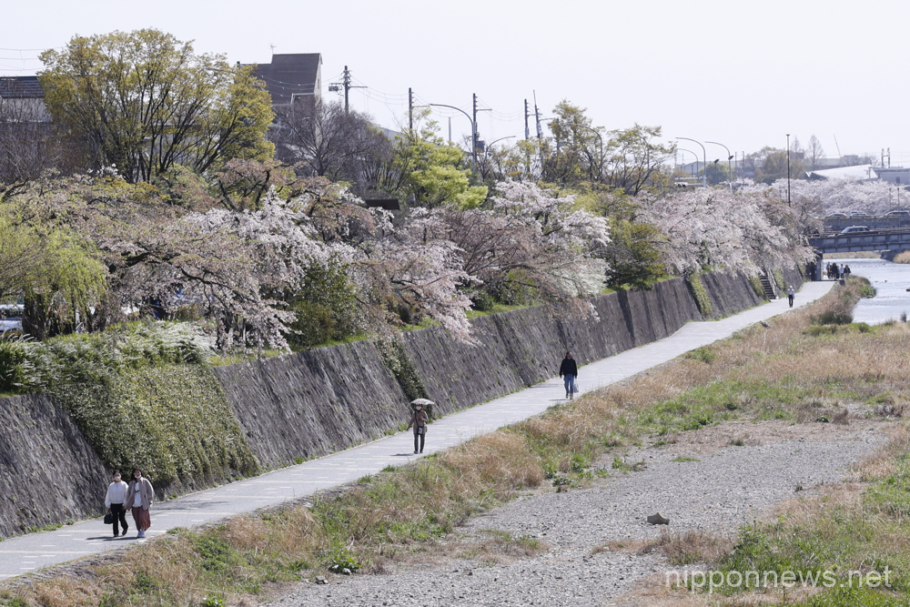 Cherry blossoms in full bloom are seen at Kamo River on March 29, 2023, in Kyoto, Japan. The cherry blossom season started officially on March 24 in Kyoto, six days earlies thank usual. (Photo by Rodrigo Reyes Marin/AFLO)