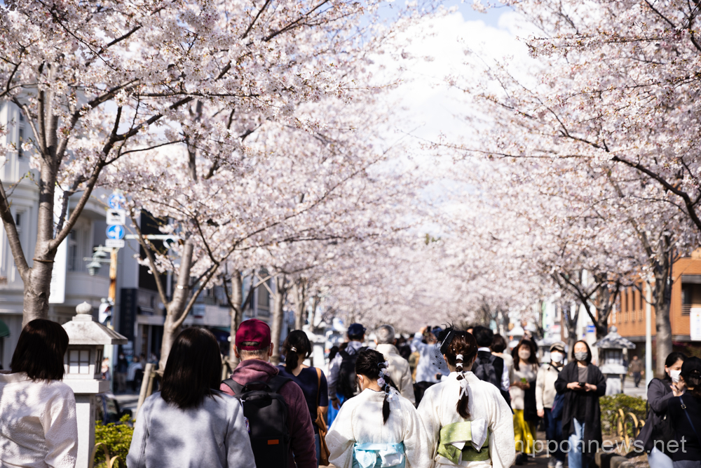 People walk along cherry blossom trees in Dankazura, a road leading to Tsurugaoka Hachimangu in Kamakura, Kanagawa prefecture in Japan on March 30, 2023. (Photo by Yosuke Tanaka/AFLO)