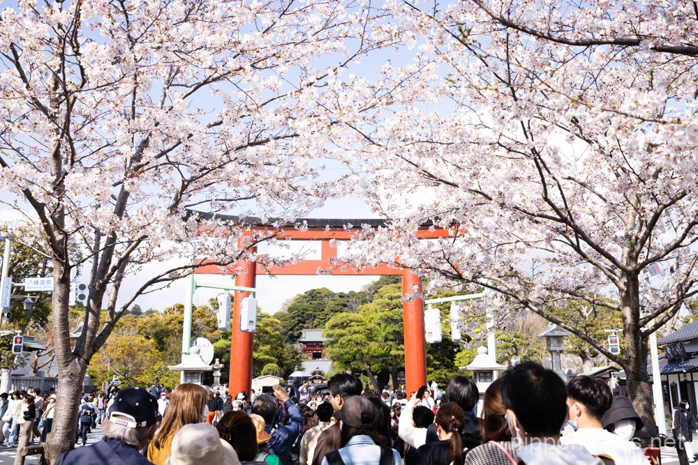 People walk along cherry blossom trees in Dankazura, a road leading to Tsurugaoka Hachimangu in Kamakura, Kanagawa prefecture in Japan on March 30, 2023. (Photo by Yosuke Tanaka/AFLO)
