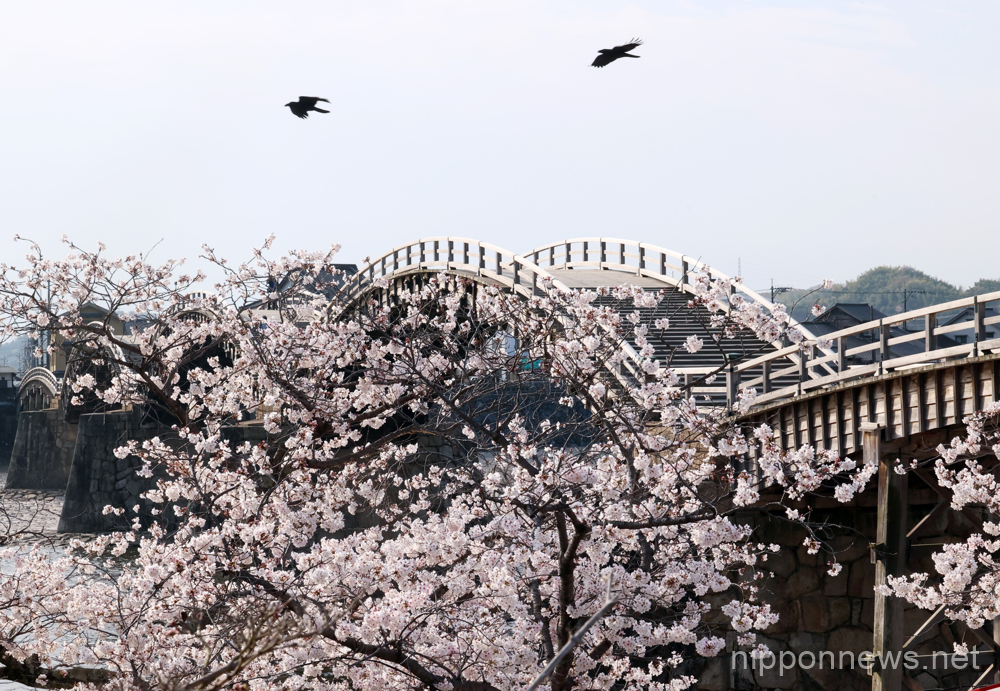 March 31, 2023, Iwakuni, Japan - The Kintaikyo wooden arch bridge is seen behind fully bloomed cherry blossoms over the Nishiki river at Iwakuni in Yamaguchi prefecture, western Japan on Friday, March 31, 2023. (photo by Yoshio Tsunoda/AFLO)