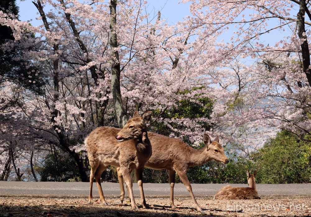March 31, 2023, Hatsukaichi, Japan - Japanese deers are seen under fully bloomed cherry blossoms at Miyajima island in Hatsukaichi, Hiroshima prefecture, western Japan on Friday, March 31, 2023. (photo by Yoshio Tsunoda/AFLO)