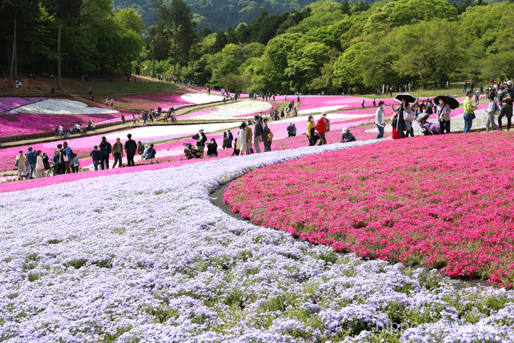 April 23, 2023, Chichibu, Japan - People enjoy to see fully bloomed moss phlox flowers at the Hitsujiyama park in Chichibu, western Tokyo on Sunday, April 23, 2023. Some 40,000 moss phlox flowers of 10 different colors attract holidaymakers. (photo by Yoshio Tsunoda/AFLO)