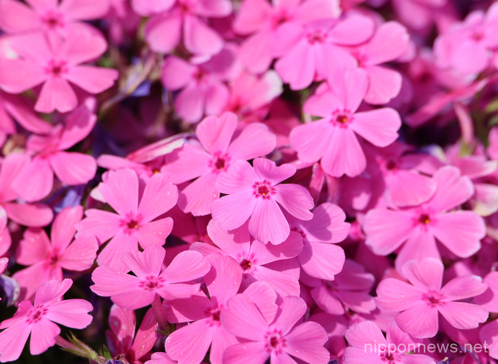 April 23, 2023, Chichibu, Japan - Fully bloomed moss phlox flowers are displayed at the Hitsujiyama park in Chichibu, western Tokyo on Sunday, April 23, 2023. Some 40,000 moss phlox flowers of 10 different colors attract holidaymakers. (photo by Yoshio Tsunoda/AFLO)