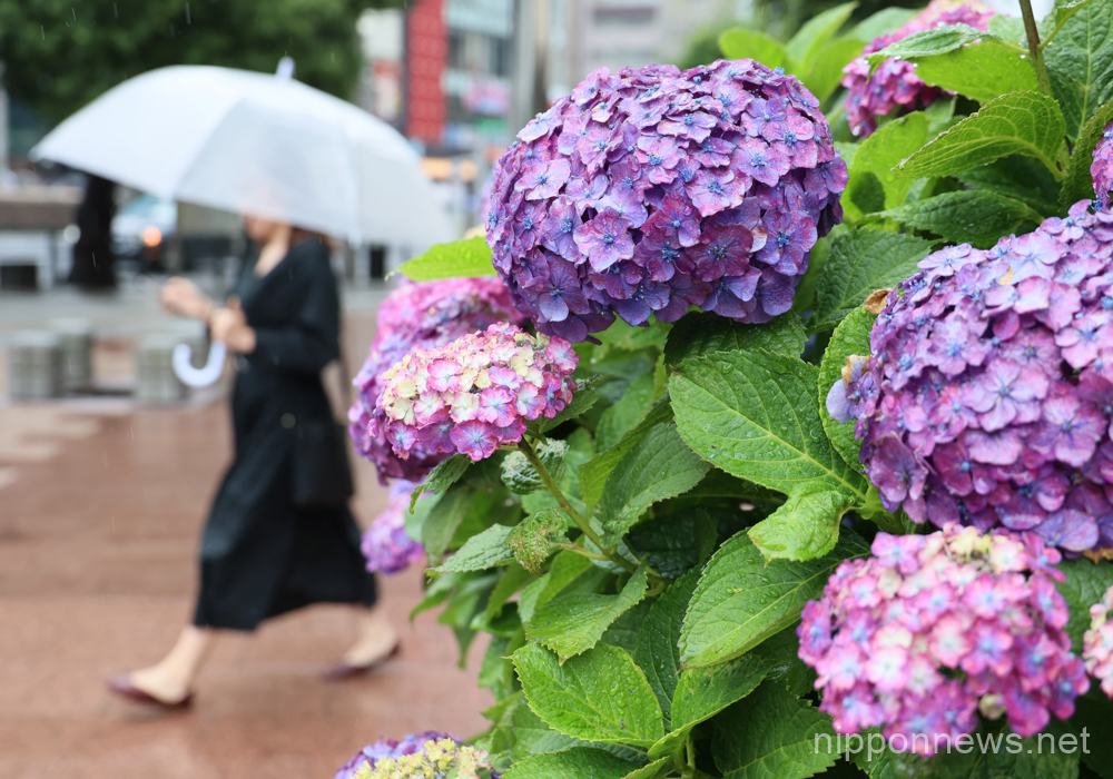 June 9, 2023, Tokyo, Japan - A woman walks with her umbrellas while hydrangea flowers are fully bloomed in Tokyo on Friday, June 9, 2023. Japan's meteorological agency announced Tokyo metropolitan area entered rainy season on June 8. (photo by Yoshio Tsunoda/AFLO)