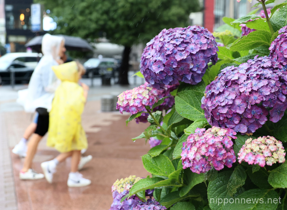 June 9, 2023, Tokyo, Japan - People in their rain coats walk while hydrangea flowers are fully bloomed in Tokyo on Friday, June 9, 2023. Japan's meteorological agency announced Tokyo metropolitan area entered rainy season on June 8. (photo by Yoshio Tsunoda/AFLO)
